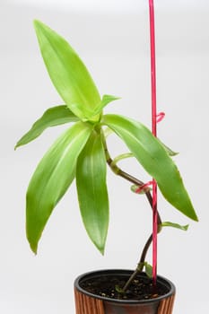 The growth of the plant Callysis is scented, golden cus, close-up on a white background