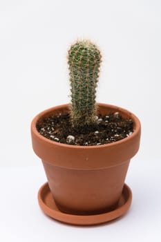 Cactus Echinopsychis in a clay pot, close-up on a white background