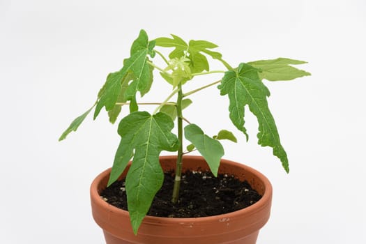 Porodok plant Papaya or a yed tree, close-up on a white background