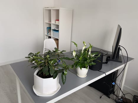 Minimalistic office desk with plants, a computer and chair. Clean and modern workspace with green indoor plants