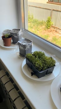 Microgreen are sprouting in several plastic containers placed on a sunny windowsill, with a garden visible through the window. Indoor gardening and sustainable living and home-based horticulture concept.