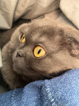 Lazy Grey cat Scottish fold on sofa at home, relaxed pet.