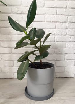 Green ficus plant sits in grey pot, positioned on a light wooden floor against a backdrop of white brick wall. Indoor gardening, horticulture and botany concept.