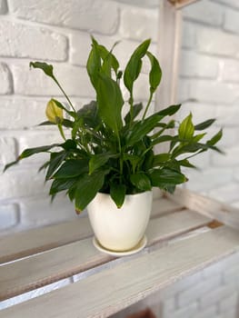 Lush green plant sits in white pot, positioned on wooden shelf against of white brick wall. Indoor gardening, horticulture and botany concept.