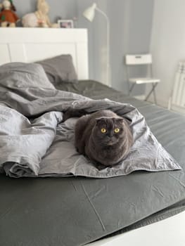 A Scottish Fold cat with distinctive folded ears and striking amber eyes sits attentively indoors. Purebred pet.