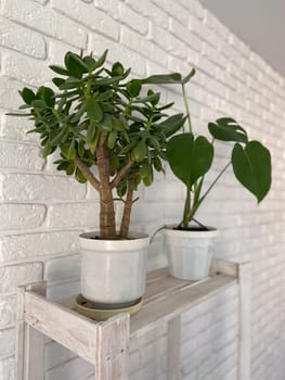 Lush green plant sits in white pot, positioned on wooden shelf against of white brick wall. Indoor gardening, horticulture and botany concept.