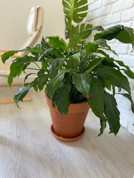 Lush green plant sits in a terracotta pot, positioned on a light wooden floor against a backdrop of white brick wall. Indoor gardening, horticulture and botany