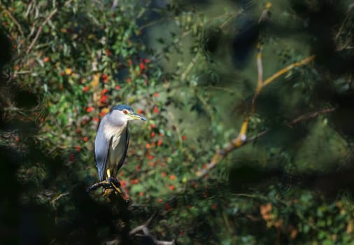 Night heron perching on a tree