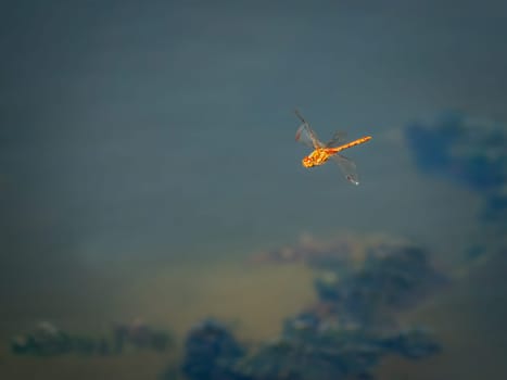 banded demoiselle (Calopteryx splendens ) in flight over water