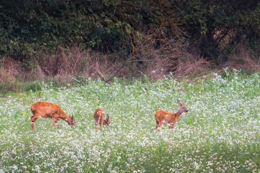 Roe buck in field with white radish