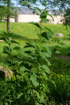 A nettle with green leaves is growing in a field. The plant is surrounded by grass and there is a house in the background