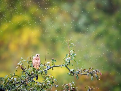 Common kestrel (Falco tinnunculus) above the treetop