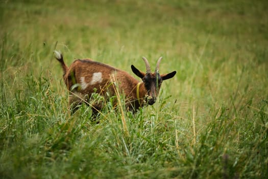 Portrait of brown goat with curved horns against green pasture looking at camera