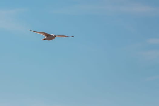 Single seagull in flight, wings spread, looking at camera in blue sky on sunny day