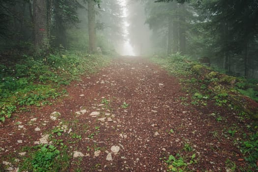 Landscape of a forest road climbing between trees in misty forest