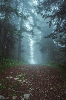 Landscape of a forest road climbing between trees in misty forest in portrait orientation
