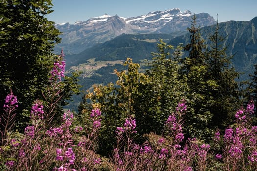 View on the Rhone valley near Aigle with colorful lush foliage and flowers in the foreground and the Diablerets mountain range in the background. Summer, Leysin, Vaud, Switzerland