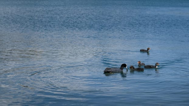 Family of four ducklings swimming together with mother duck on a lake with clear blue water