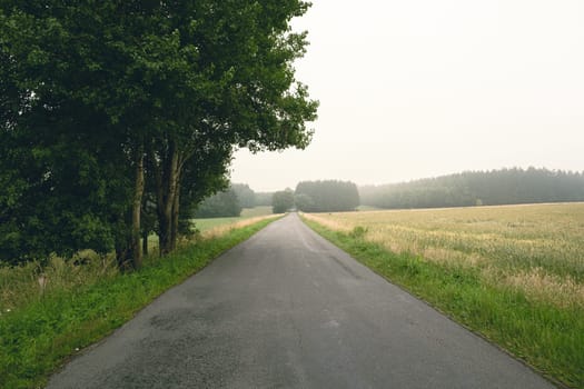 Empty concrete country road leading into the Bois Jacques in the background on a foggy day. Foy - Bastogne - Belgium - Battle of the Bulge