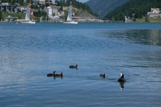 Family of four ducklings swimming together with mother duck on cyrstal blue water of mountain lake of St Moritz in Switzerland