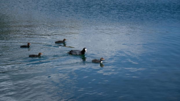 Family of four ducklings swimming together with mother duck on a lake with clear blue water