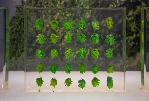 A meticulously arranged green Japanese hop samples used by brewers or botanists displayed in a clear case that convey a sense of freshness and potential for flavor in beer production.