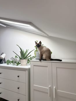 Curious funny siamese cat at home. Pet and relaxation, comfort and cozy concept.