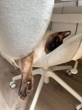 Siamese cat comfortable lounging in an office chair, humorous and adorable moment of relaxation. Cat's paws dangle lazily off chair, adding charm to serene office atmosphere