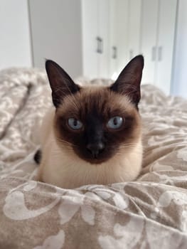 Curious funny siamese cat at home. Pet and relaxation, comfort and cozy concept.