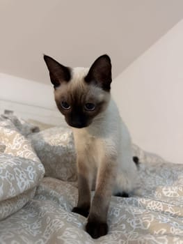 Curious funny siamese cat at home. Pet and relaxation, comfort and cozy concept.