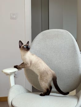 Curious funny siamese cat at home. Pet and relaxation, comfort and cozy concept.