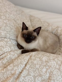 Curious funny siamese cat at home. Pet and relaxation, comfort and cozy concept.