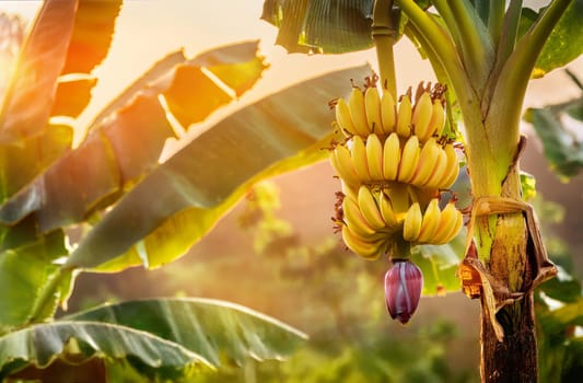 Banana plantation with ripe fruits ready for harvest.