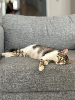 Relaxed cat lounges gracefully on a comfortable gray sofa, calm and contentment. Minimalist interior and cozy atmosphere of the indoor space. Pet and couch potato concept.