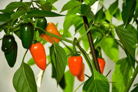 ripe jalapeno chili on its plant