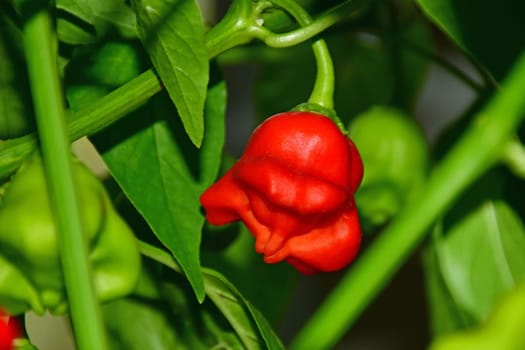 bishops crown chili on its plant