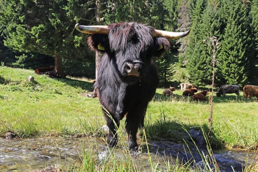 A black Scottish Highland cattle stands in a stream to drink water