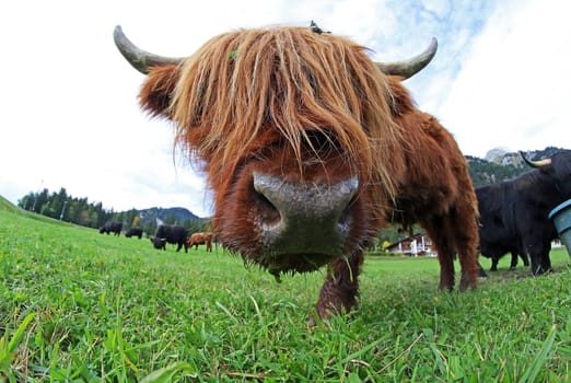 Funny wide-angle shot of a young Scottish Highland cattle in the mountains of Austria