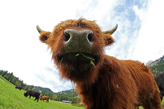 Funny wide-angle shot of a young Scottish Highland cattle in the mountains of Austria