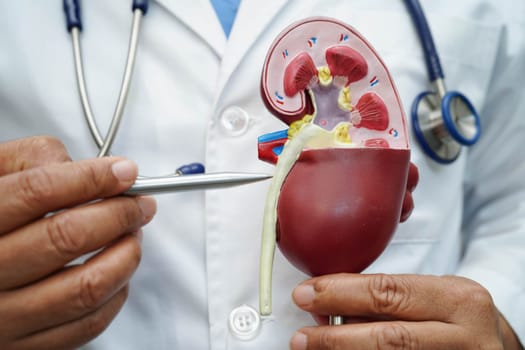 Chronic kidney disease, doctor with model for treatment urinary system, urology, Estimated glomerular filtration rate eGFR.