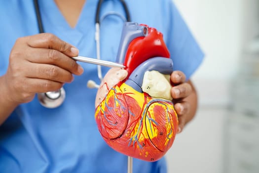 Cardiovascular disease CVD, doctor with heart human model anatomy for treatment patient in hospital.