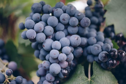 Ripe grapes on branch in the sunshine light