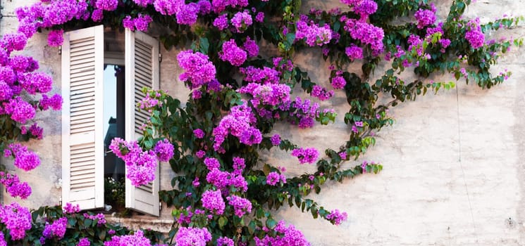 Blooming bouganville flower in summer season - exterior decoration of Italian home with traditional window