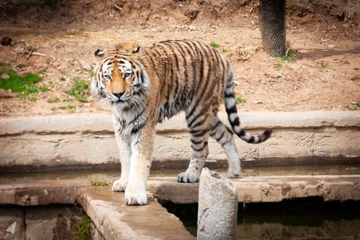 Walking tiger in outdoors. Wildlife animal portrait, nobody.