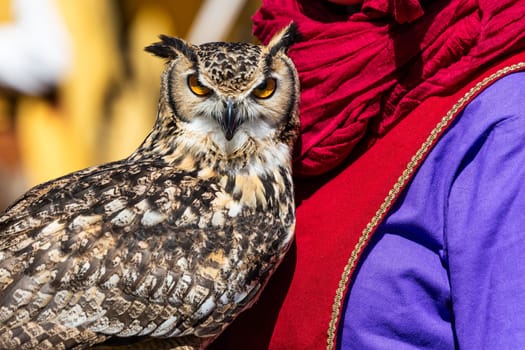 Owl looking to camera. Animal themes, majestic bird, day light