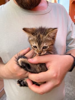Millennial man in a straw hat and sunglasses holds lovingly at a small kitten in his hands. Tenderness moment captures the bond between human and pet. Themes of care and affection.