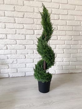Beautiful twisted evergreen plant stands in a decorative pot against a textured white brick wall, adding a touch of nature to indoor setting. Intricate spiral shape of foliage creates a harmonious blend of natural beauty and artistic design.