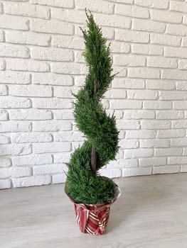 Beautiful twisted evergreen plant stands in a decorative pot against a textured white brick wall, adding a touch of nature to indoor setting. Intricate spiral shape of foliage creates a harmonious blend of natural beauty and artistic design.