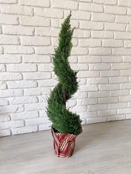 Beautiful twisted evergreen plant stands in a decorative pot against a textured white brick wall, adding a touch of nature to indoor setting. Intricate spiral shape of foliage creates a harmonious blend of natural beauty and artistic design.