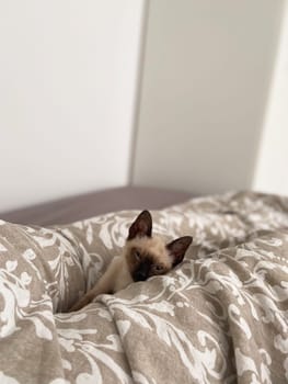 Cozy siamese kitten nestles into soft beige bedding on a neatly made bed. Pillows and blankets provide a serene and tranquil atmosphere perfect for a peaceful sleep. Pet care and domestic cat concept.